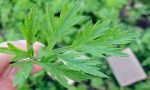 艾葉水能治痘痘嗎艾葉水用新鮮的還是干的-冷眸生活